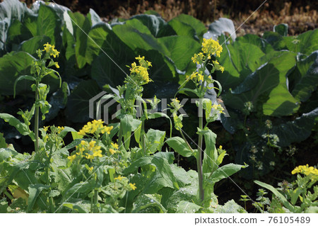 Turnips that bloomed due to late harvest Turnips that bloomed due to late harvest 76105489