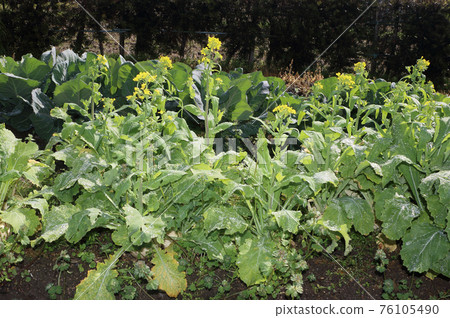 Turnips that bloomed due to late harvest Turnips that bloomed due to late harvest 76105490