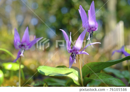 Flowers of an oyster chestnut that blooms in the spring village forest 76105586