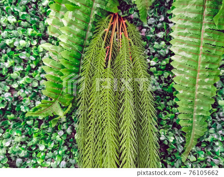 Many beautiful artificial green plant decoration on the wall and make it look fresh and beautiful. Decorate the garden with fake plants on the wall of the house for nature background. Selective focus. Many beautiful artificial green plant decoration on the wall and make it look fresh and beautiful. Decorate the garden with fake plants on the wall of the house for nature background. Selective focus. 76105662