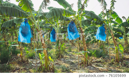 Asian Farmers use blue plastic wrap to protect insects and birds and weather hazards for Cavendish Banana planting while the banana is stout ,Complete and start to yield in the organic garden. Asian Farmers use blue plastic wrap to protect insects and birds and weather hazards for Cavendish Banana planting while the banana is stout ,Complete and start to yield in the organic garden. 76105699