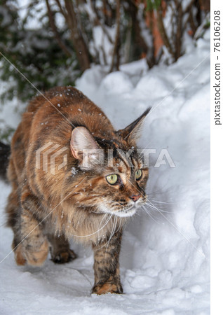 Cat running through the snow. Maine coon cat walks along the snow path between the snowdrifts. Sneaking, peeking, hunting. 76106208