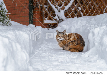 Maine Coon cat sits on a snow-covered path near the house Maine Coon cat sits on a snow-covered path near the house 76106269