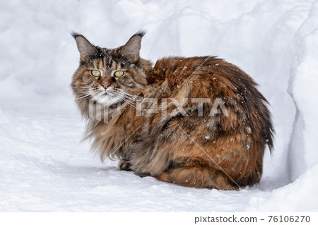 Maine Coon cat sits on the snow with a frown. Snow path, snowdrift. Cat freezing in the snow and look at the camera. 76106270