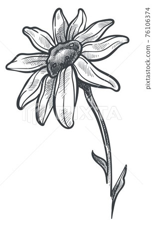 Chamomile flower in blossom monochrome sketch 76106374