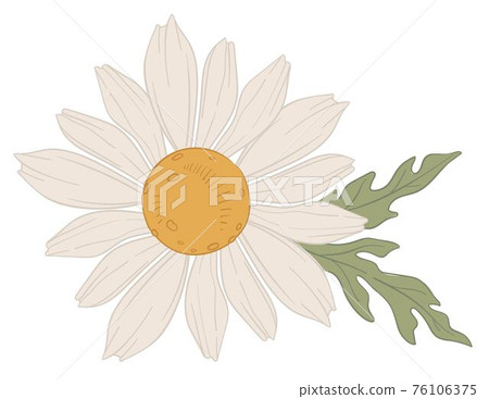 Chamomile white blooming flower in blossom vector Chamomile white blooming flower in blossom vector 76106375