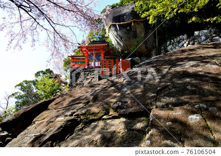 Kamikura Shrine: Gotobiki rocks and cherry blossoms Kamikura Shrine: Gotobiki rocks and cherry blossoms 76106504