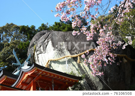 Kamikura Shrine: Gotobiki rocks and cherry blossoms Kamikura Shrine: Gotobiki rocks and cherry blossoms 76106508