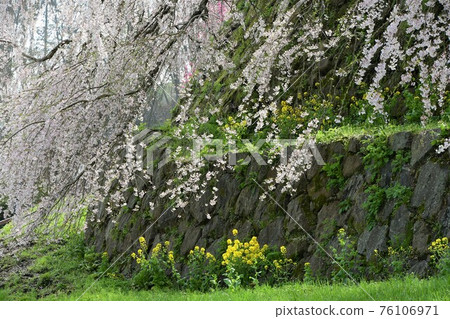 Matabei Sakura 76106971