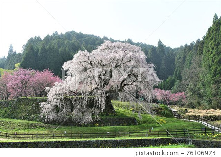 又兵衛櫻 76106973