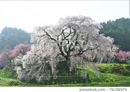 又兵衛櫻 76106974