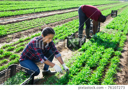 Latina and African American harvesting arugula on vegetable plantation 76107273