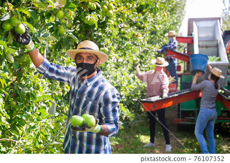 Worker in mask gathering apples at orchard 76107352