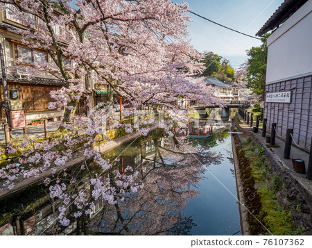 櫻花盛開的城崎溫泉 櫻花盛開的城崎溫泉 76107362