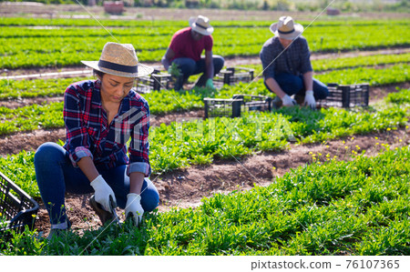 Hired female worker collects fresh green arugula on a field 76107365