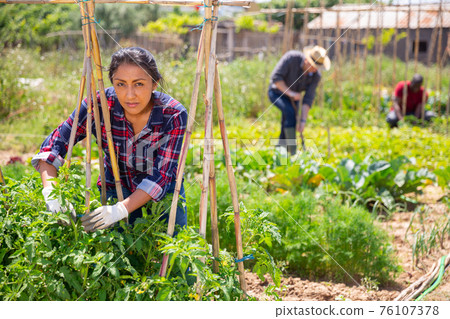 Peruvian woman gardener during working with tomatoes seedling 76107378