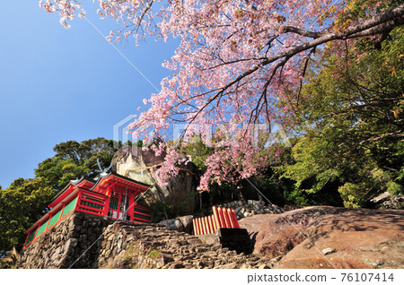 神倉神社：五引岩石和櫻花 76107414