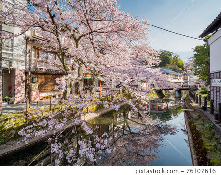 HOT SPRINGS & CHERRY BLOSSOMS - Visit Kinosaki