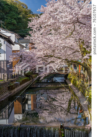 櫻花盛開的城崎溫泉 76107657