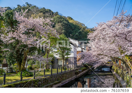 櫻花盛開的城崎溫泉 櫻花盛開的城崎溫泉 76107659