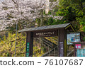 櫻花盛開的城崎溫泉纜車 76107687