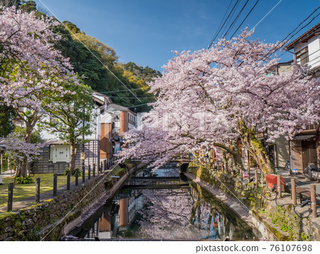 櫻花盛開的城崎溫泉 76107698