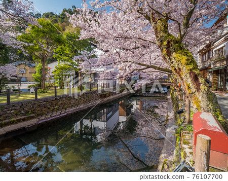 Kinosaki Onsen where the cherry blossoms are in full bloom 76107700