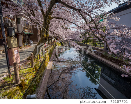 HOT SPRINGS & CHERRY BLOSSOMS - Visit Kinosaki