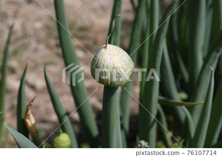 Green onion shaved 76107714