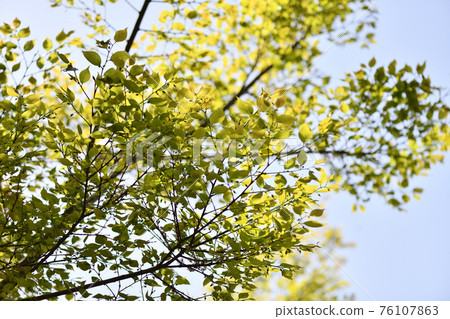 Young leaves and immature fruits of celtis sinensis Young leaves and immature fruits of celtis sinensis 76107863