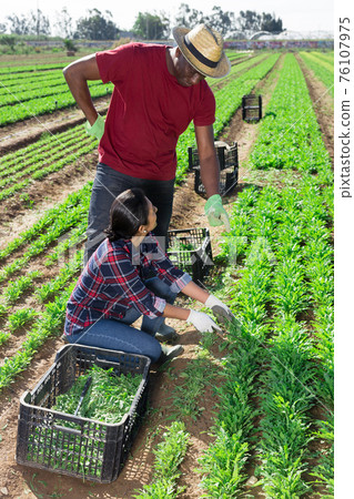 Strict African American farm owner controlling work of peruvian woman Strict African American farm owner controlling work of peruvian woman 76107975