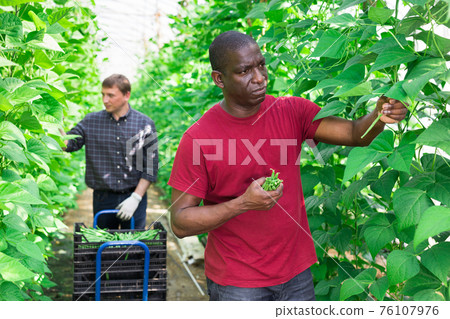 African american farm worker harvesting bean in hothouse African american farm worker harvesting bean in hothouse 76107976
