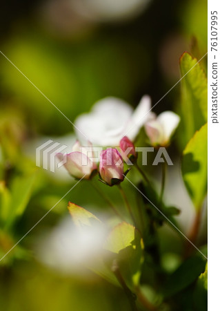 Pink snow willow 76107995