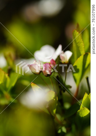 Pink snow willow 76107996