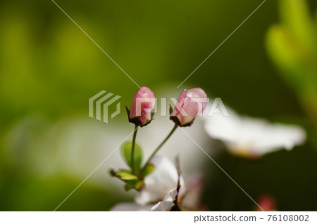 Pink snow willow 76108002