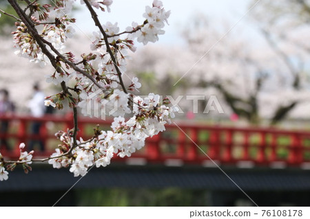 One cherry tree One cherry tree 76108178