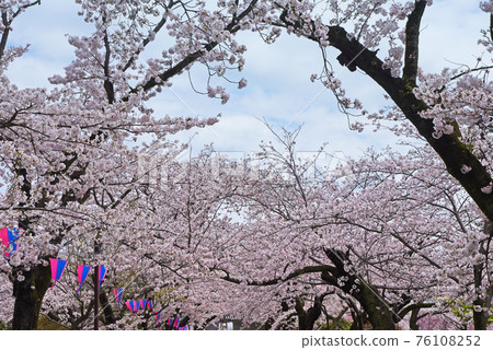 櫻花 76108252
