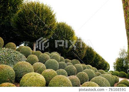 Landscaped garden with boxwood balls near in France. Green spheres Landscaped garden with boxwood balls near in France. Green spheres 76108591