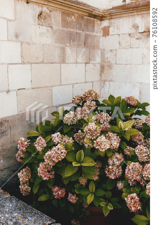 Flabby pink hydrangea near the stone wall of old castle 76108592