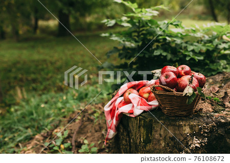 Red apples in basket, autumn garden, harvest time 76108672
