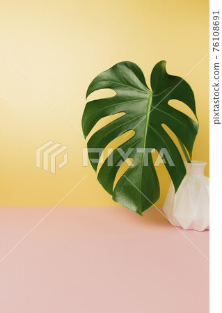 Monstera palm leaf on pink background, pink vase 76108691