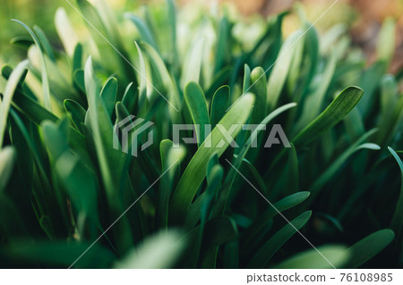 Small fresh green garlic leaves with macro effect 76108985