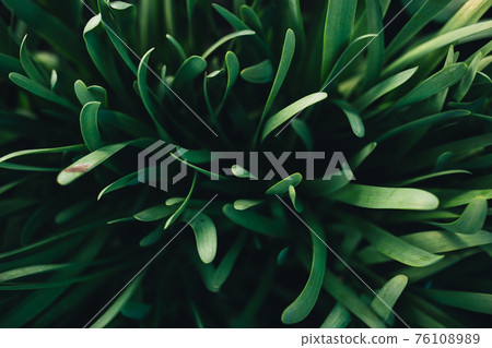 Small fresh green garlic leaves with macro effect 76108989