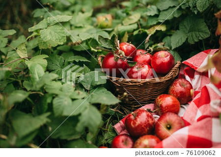 Red apples in basket, autumn garden, harvest time 76109062