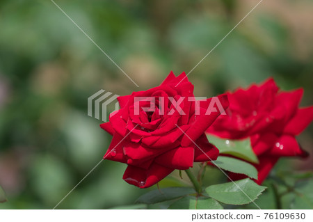 Rose flower after rain (variety name Viva) Rose flower after rain (variety name Viva) 76109630