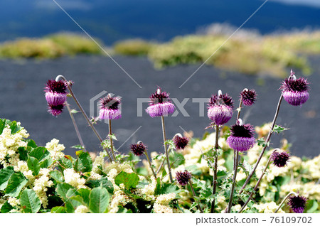 富士山上盛開的大紫荊花 富士山上盛開的大紫荊花 76109702