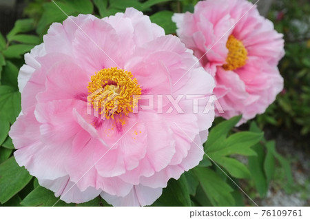 按鈕花 76109761