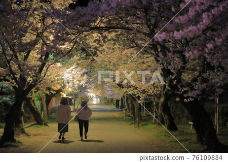 秋月杉之馬場夜間穿過櫻花隧道的女性 秋月杉之馬場夜間穿過櫻花隧道的女性 76109884