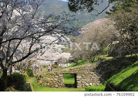 在櫻花盛開的秋月杉馬場石垣玩耍的孩子們 在櫻花盛開的秋月杉馬場石垣玩耍的孩子們 76109902