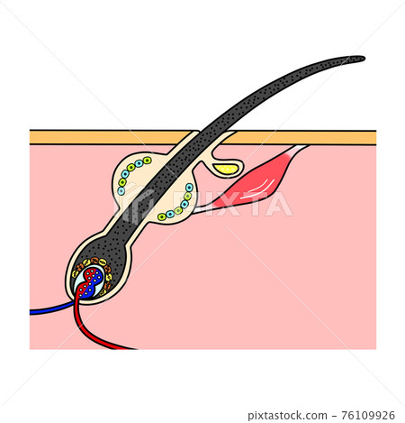 黑頭髮的橫截面（圖像） 76109926
